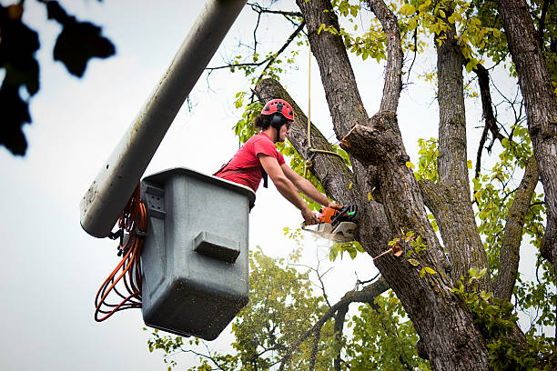 Best Tree Cabling and Bracing  in Bunker Hill, OR